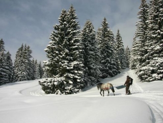  Itinerario de Skijoring en el Jura 